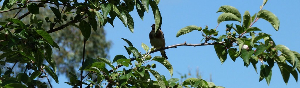 Jardin Ernest Renan, chardonneret dans le pommier, attiré par les insectes nombreux à venir visités les plates bandes de vivaces.