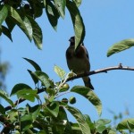 Jardin Ernest Renan, chardonneret dans le pommier, attiré par les insectes nombreux à venir visités les plates bandes de vivaces.