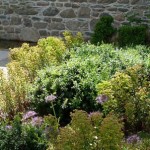 Jardin Ernest Renan, parterre de buis, Euphorbia x martinii, Allium christophi.